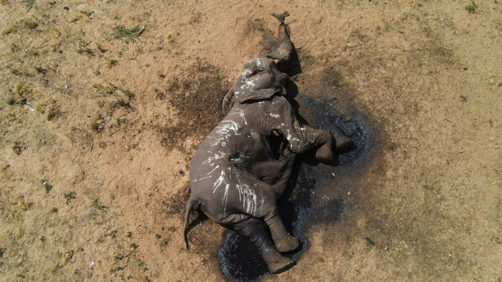 Международный фонд защиты животных (IFAW) сообщает, что слоны погибли в национальном парке Хванге из-за нехватки воды.