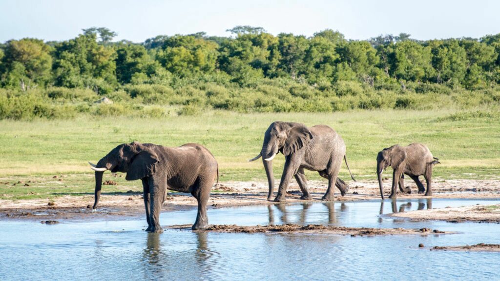 Национальный парк Хванге в Зимбабве является домом для 45 000 слонов.