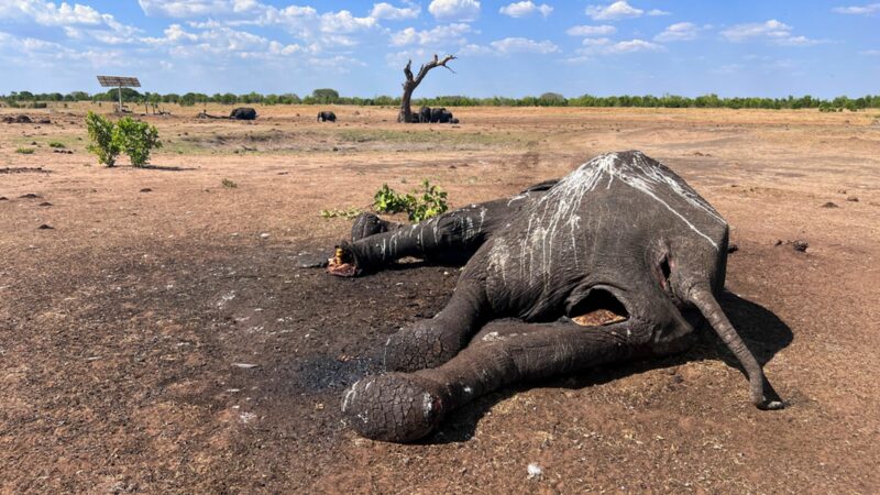 Это ужасно и душераздирающе!  По меньшей мере 100 слонов погибли из-за засухи в национальном парке Хванге в Зимбабве.