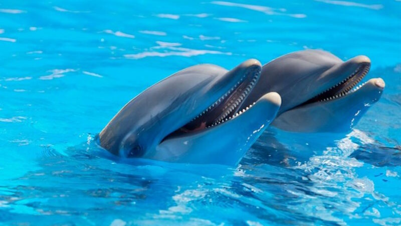 Ученые обнаружили редкого дельфина с “большими пальцами” у берегов Греции