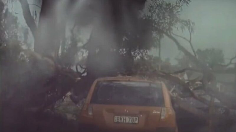 Видео: Ужасающий момент удара молнии взорвал дерево рядом с автомобилем, едва не убив водителя в Маджи, Австралия