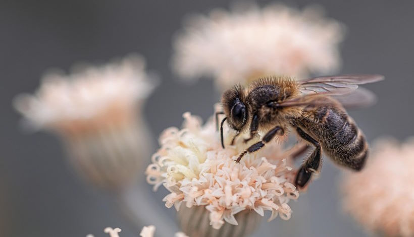 Роботы-пчелы как опылители будущего: Как роботы могут поддерживать вертикальные и внеземные фермы?