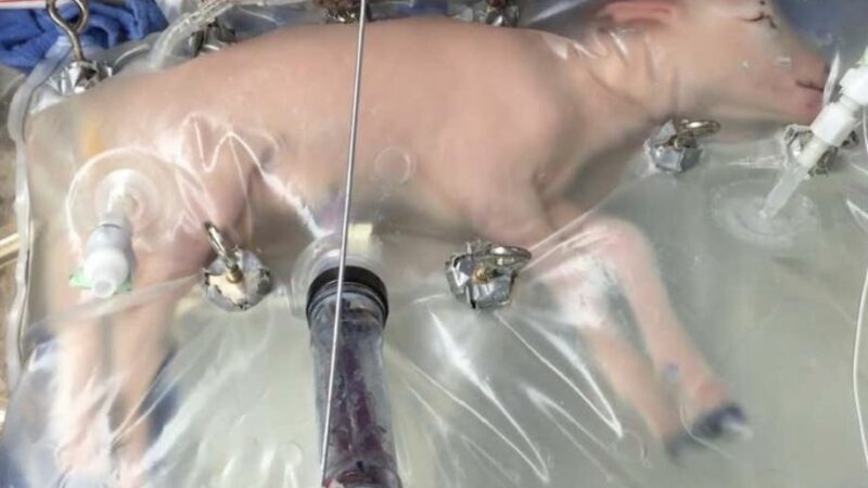 Искусственная матка готовится к использованию недоношенного ребенка после экспериментов с ягненком