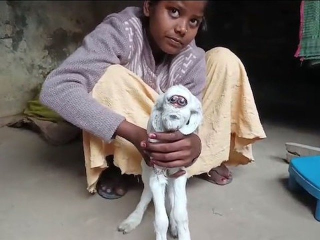В Индии родился козлёнок с редкой аномалией