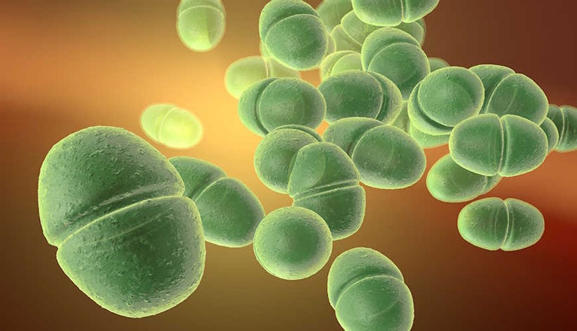 Древние бактерии “энтерококки” возрастом 425 миллионов лет ответственны за появление устойчивых к антибиотикам супербактерий