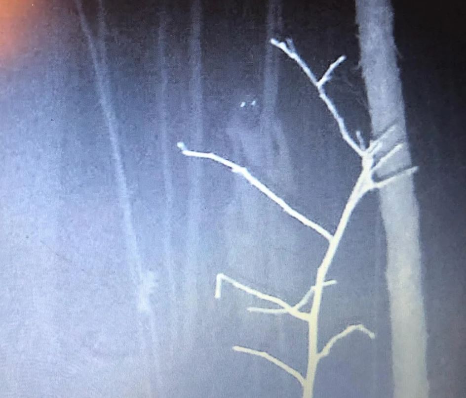 Охотничья камера запечатлела жуткую фигуру в лесу