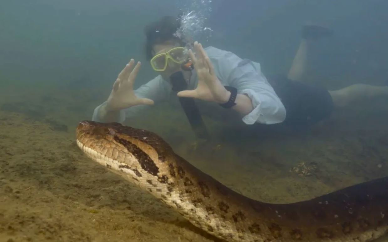 Обнаружена самая большая в мире змея с головой размером с человека