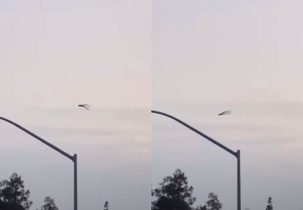 Загадочный объект, похожий на инопланетянина, замечен летающим в Центральной Калифорнии