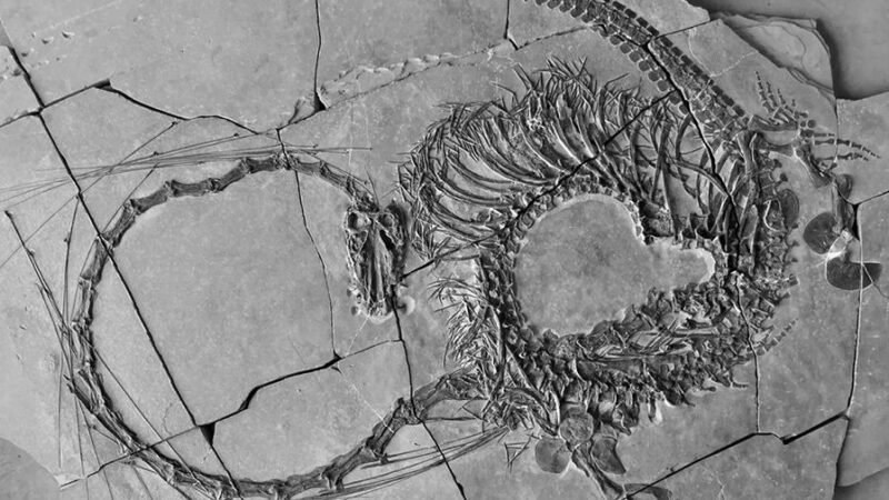 Останки «дракона» возрастом 240 миллионов лет обнаружены в Китае