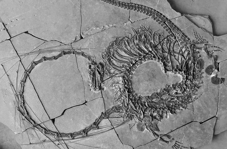 Останки «дракона» возрастом 240 миллионов лет обнаружены в Китае