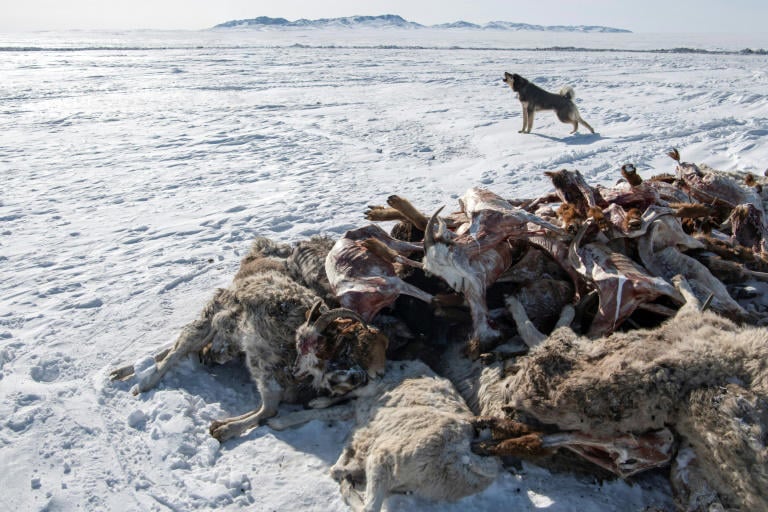 Холодный апокалипсис убивает более 2 миллионов животных от голода и истощения в Монголии