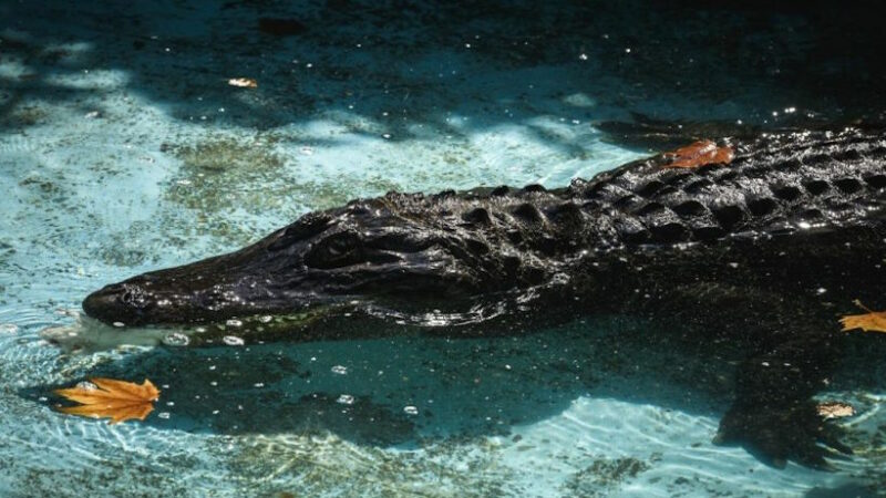 Семья из Флориды обнаружила в бассейне 550-фунтового (250 кг.) аллигатора; насколько опасно это гигантское существо?