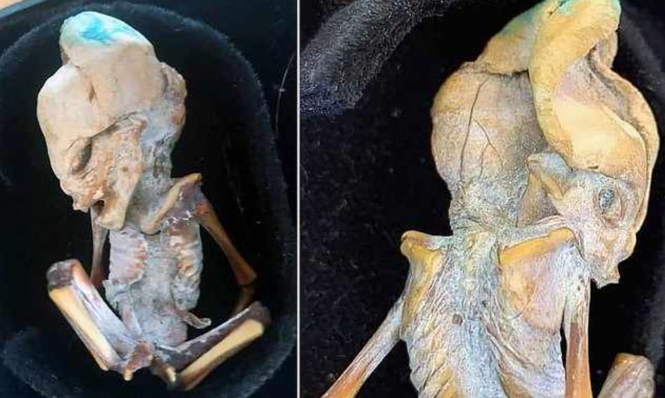 В Колумбии нашли крошечную мумию с аномальным количеством ребер и удлиненным черепом