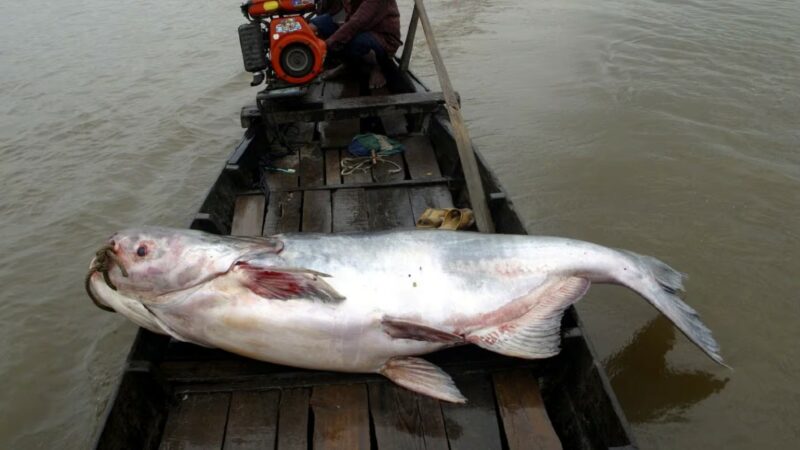 Мусор остается мусором!  Каждая пятая рыба реки Меконг находится под угрозой исчезновения, но они ничего не делают, чтобы улучшить ситуацию