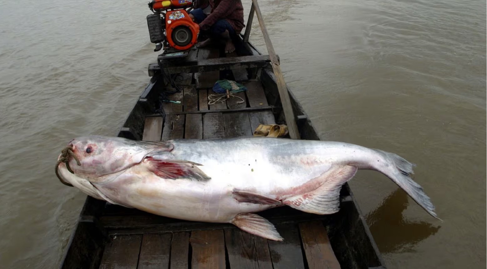 Мусор остается мусором!  Каждая пятая рыба реки Меконг находится под угрозой исчезновения, но они ничего не делают, чтобы улучшить ситуацию