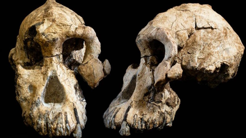 Окаменелости “колыбели человечества” могут быть на миллион лет старше, чем считалось ранее