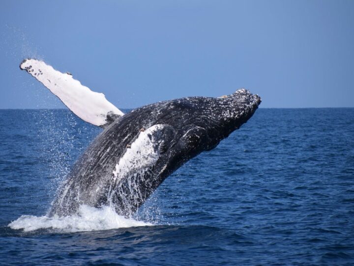 Что если киты, получив статус юридического лица, подадут на нас в суд?