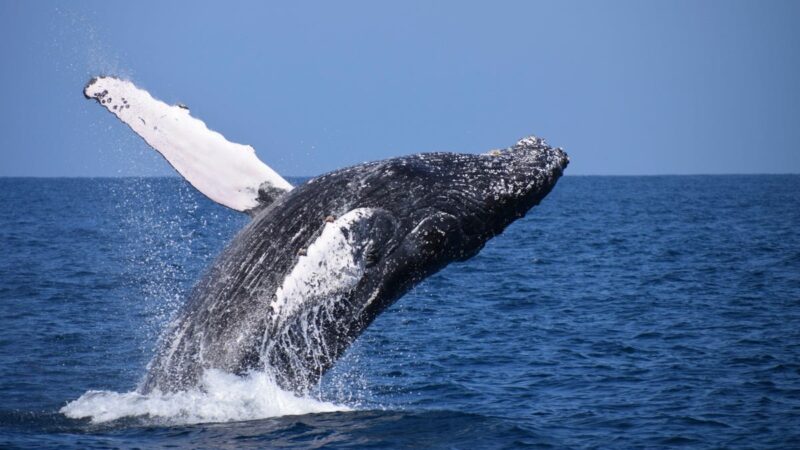 Что если киты, получив статус юридического лица, подадут на нас в суд?