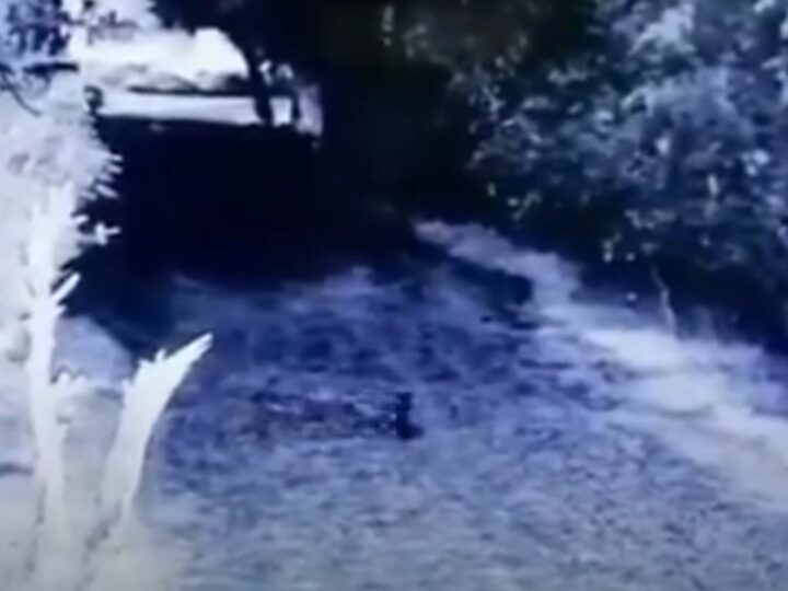 Камера видеонаблюдения зафиксировала существо, похожее на гоблина, перебегающее дорогу