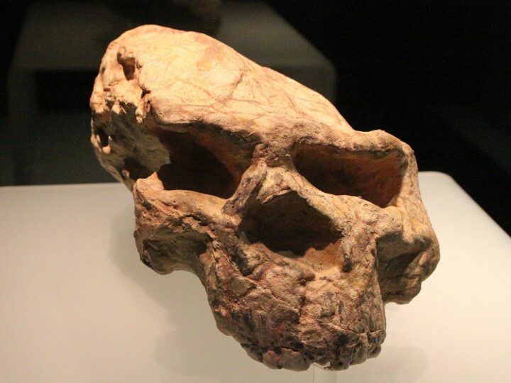 Череп возрастом миллион лет, найденный в Китае, принадлежит «человеку-дракону»