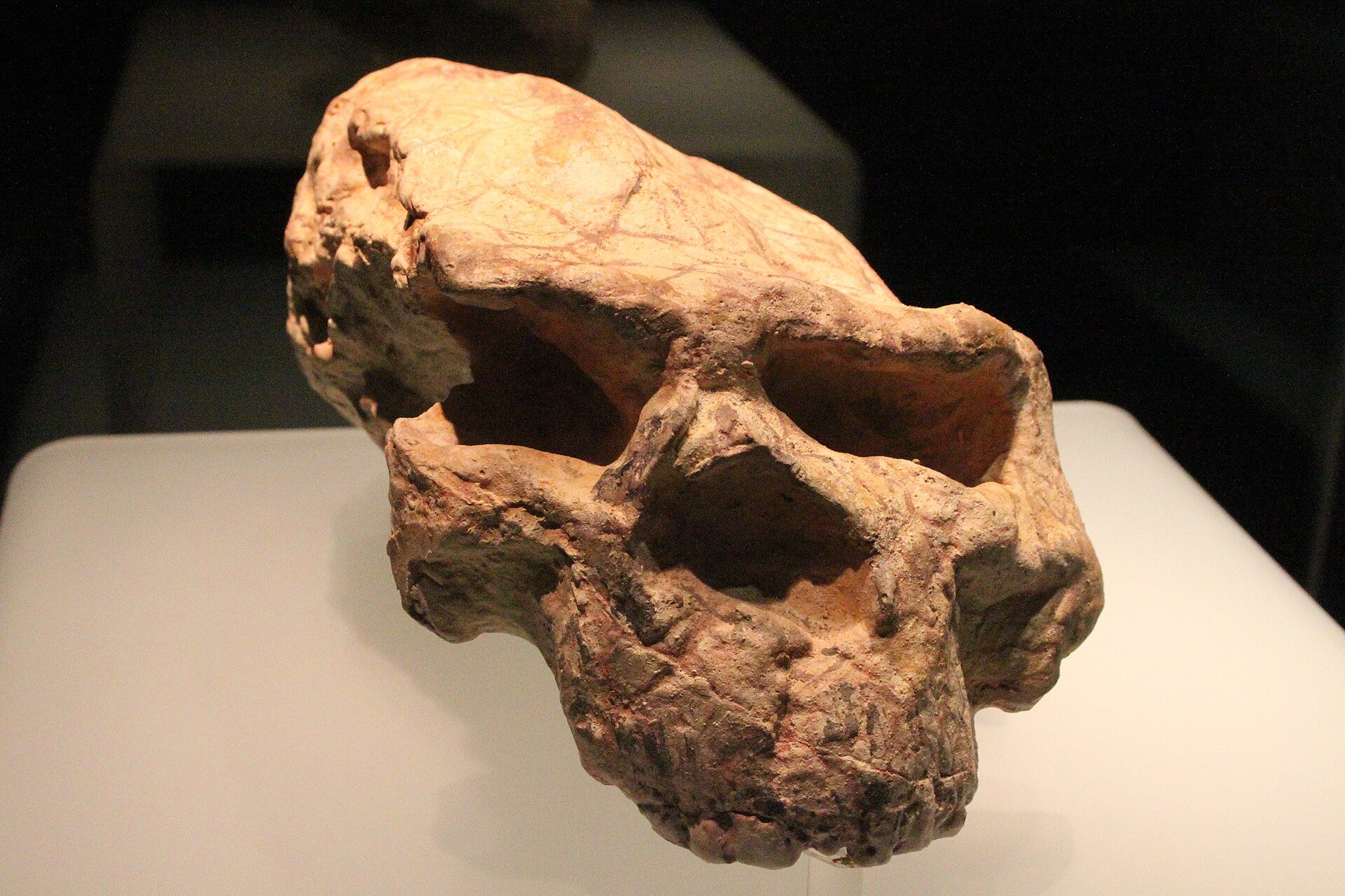Череп возрастом миллион лет, найденный в Китае, принадлежит «человеку-дракону»