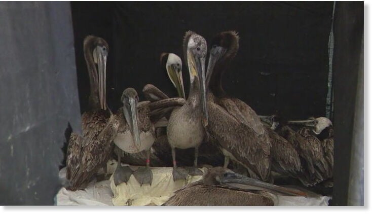Несмотря на обилие еды, сотни коричневых пеликанов умирают от голода в Калифорнии.