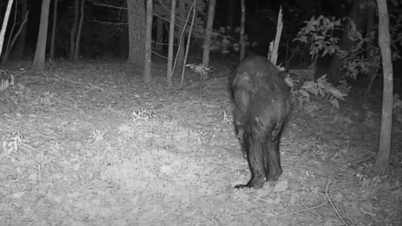 Загадочное существо запечатлено на камеру в Северной Каролине