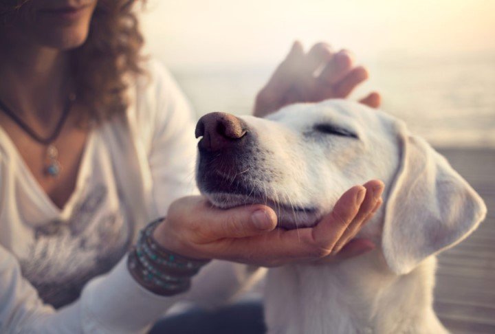 Animal human telepathy