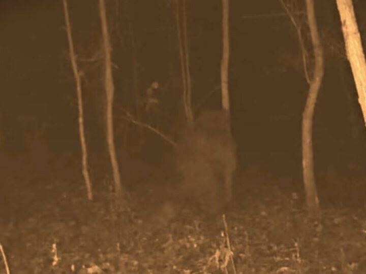 Purported Connersville Bigfoot Captured on Trail Camera