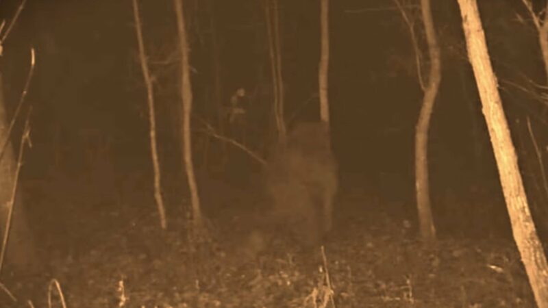 Purported Connersville Bigfoot Captured on Trail Camera