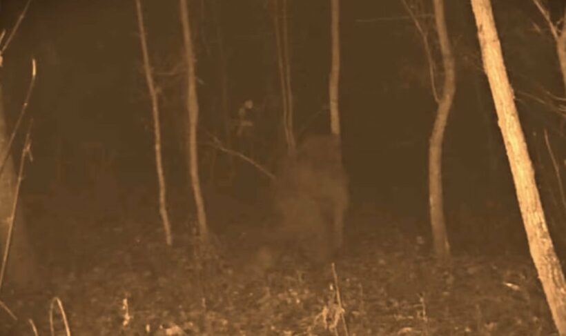 Purported Connersville Bigfoot Captured on Trail Camera