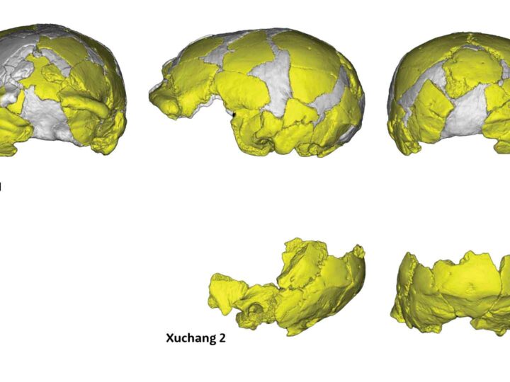 Загадочный давно исчезнувший вид человека с огромным мозгом обнаружен в Азии