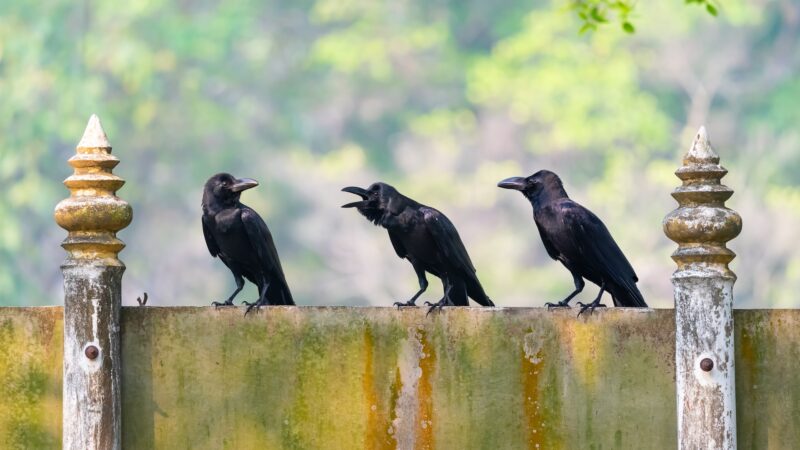 Животные-математики: кто из них умеет считать?