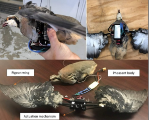 «Летающие мертвецы»: Как дроны-зомби из птиц взбудоражили научный мир «Летающие мертвецы»: Как дроны-зомби из птиц взбудоражили научный мир