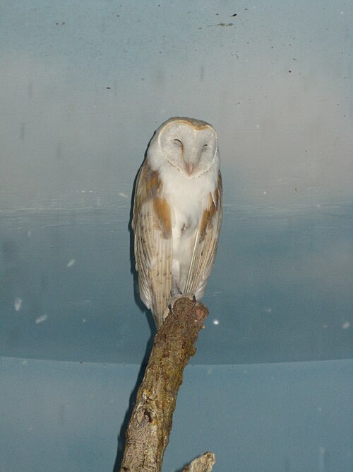 Сипуха в свете луны