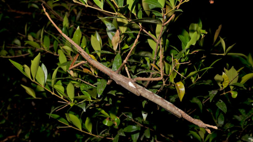 Гигантский палочник — новый рекордсмен среди насекомых Австралии