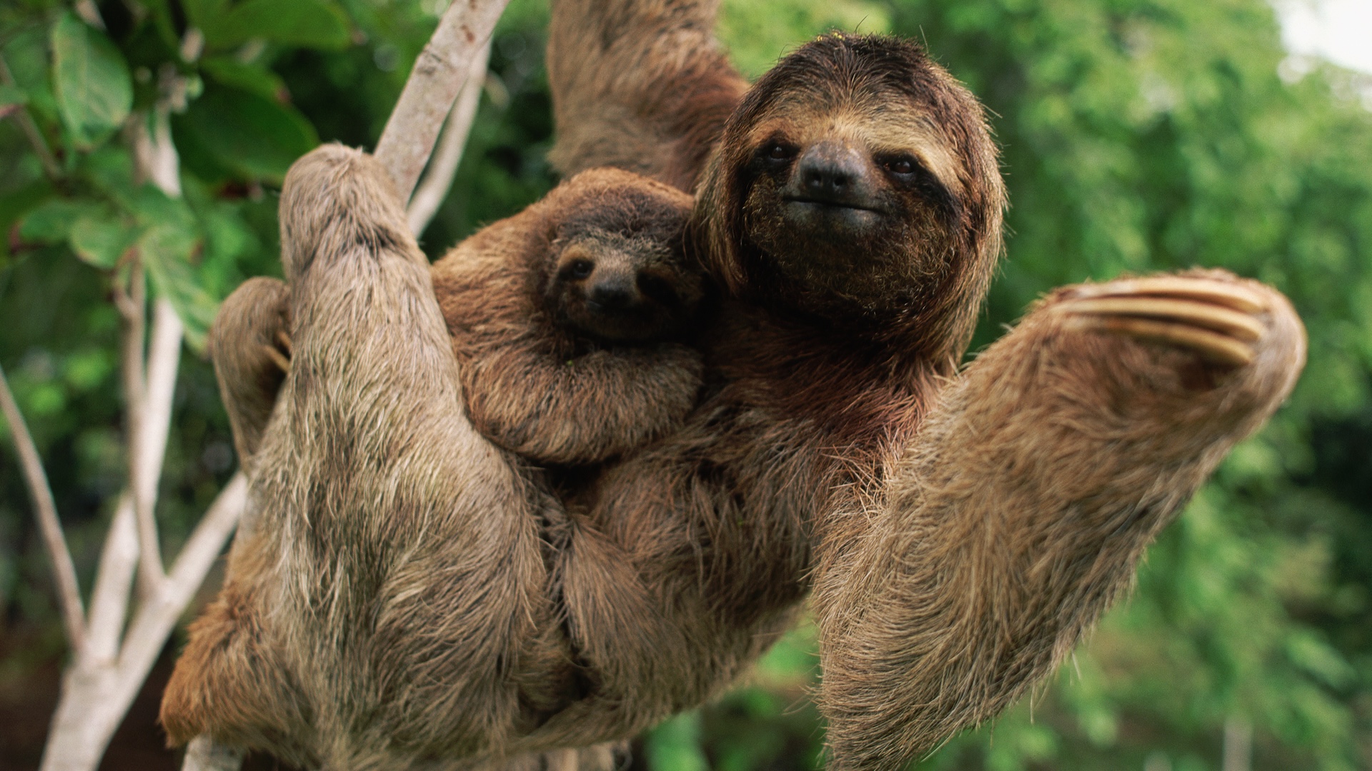 Ленивец с детенышем на ветке