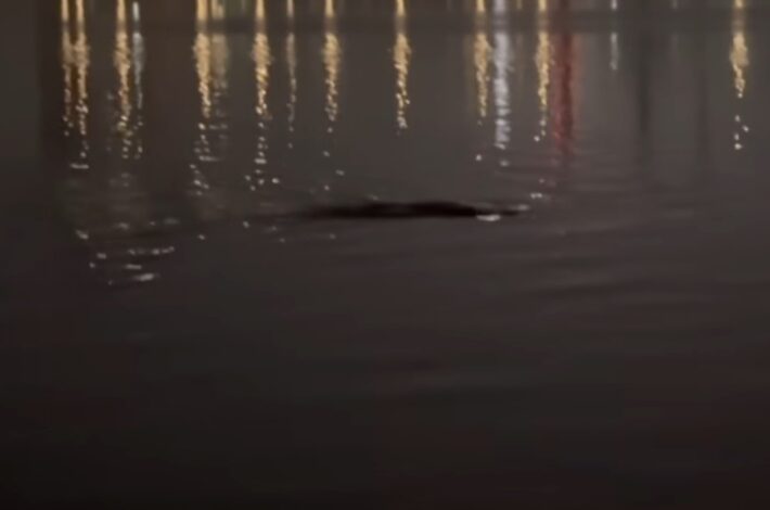 Загадочная встреча на реке Хан: Рыбак заснял неопознанное существо