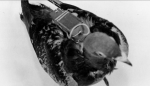 «Летающие мертвецы»: Как дроны-зомби из птиц взбудоражили научный мир «Летающие мертвецы»: Как дроны-зомби из птиц взбудоражили научный мир