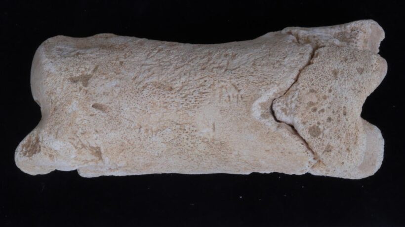 3300-летний костяной свисток: уникальная находка времен Древнего Египта раскрывает тайны охраны царских гробниц