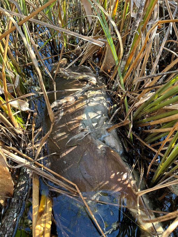 Олень, извергнутый питоном.