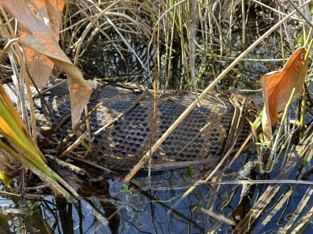 Холодный стресс в дикой природе: бирманский питон во Флориде впервые изверг целого оленя