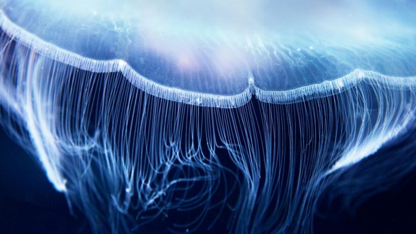 Квантовая биология: учёные создали первый в мире квантовый бит внутри живой клетки