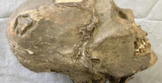 Загадка боливийской мумии: раскрыта тайна древнего черепа с трепанацией