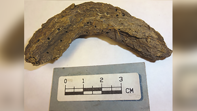 Тайны древности: здоровье людей 1300 лет назад на основе анализа фекалий