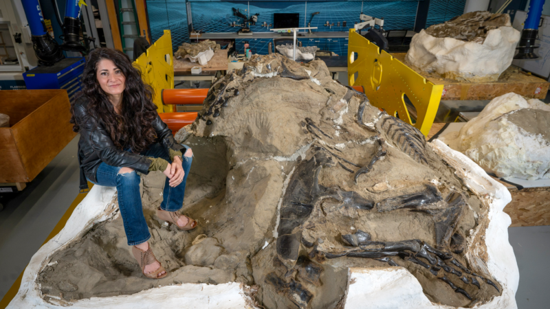 Палеонтологический прорыв: Нанотираннус реабилитирован после 40 лет научных споров