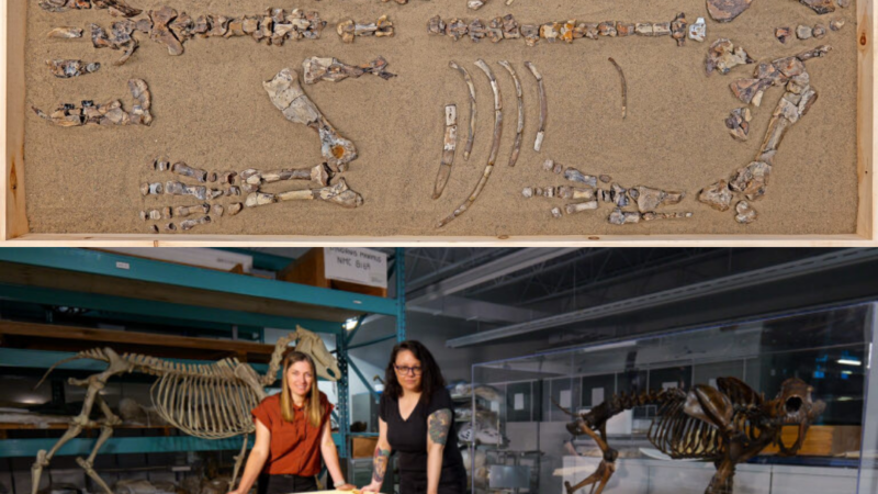 Арктическая находка: В канадском кратере обнаружен новый вид шерстистого носорога