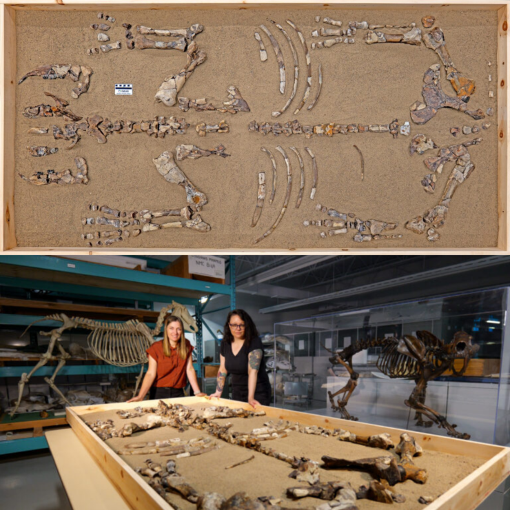 Арктическая находка: В канадском кратере обнаружен новый вид шерстистого носорога