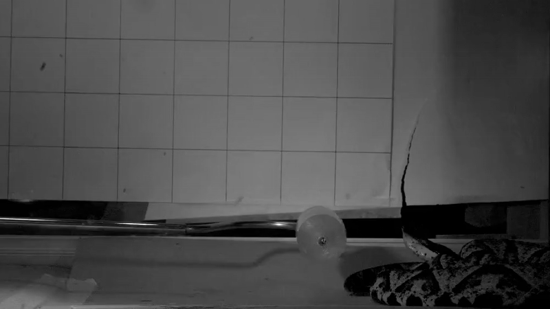 Тайны атаки ядовитых змей: новое исследование методов схватки