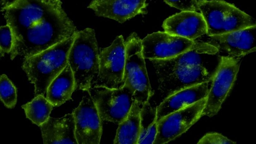Прорыв в науке: Открытия в области биохимии